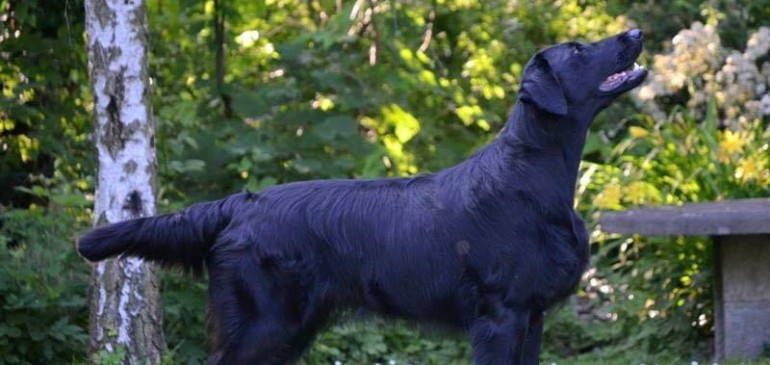 Another International Champion at Funstuff Kennel