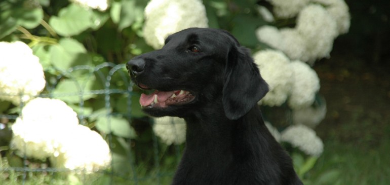 Funstuff D-Litter, Oona was mated