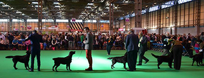Crufts and CACIB Graz 2014
