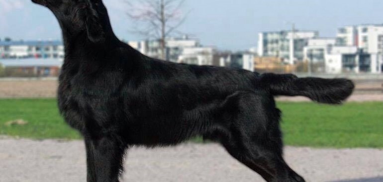 Funstuff G-litter planned winter 2016/2017