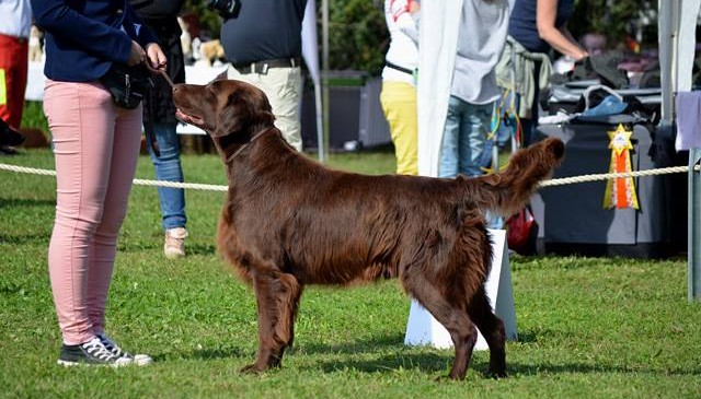 Bundessieger Show Tulln and Retriever-Festival of the Austrian Retriever Club 27. and 28.09.2014