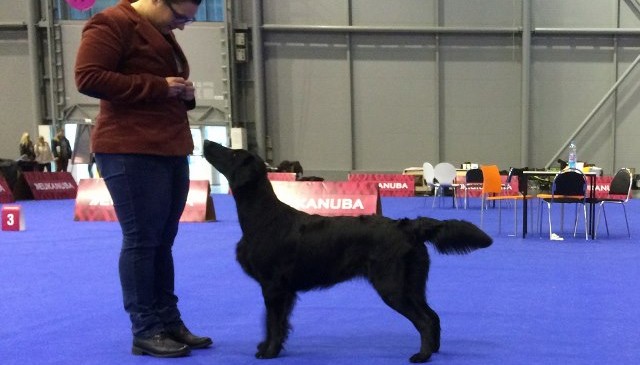 Eurodogshow Brno 26.10.2014
