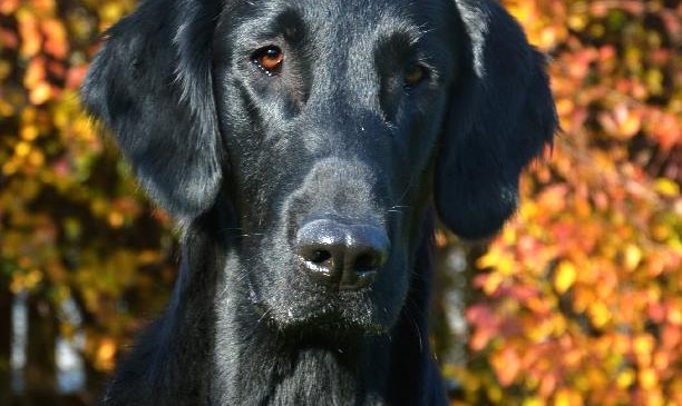 Litter Plans have changed