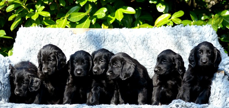 Funstuff D-Litter, playing in the garden and making new friends