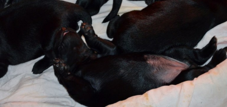 Funstuff D-Litter – new photos online