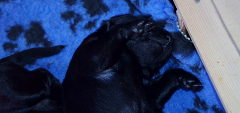 Funstuff D-Litter: new photos online and weight table updated