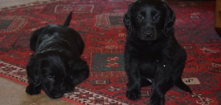 Happy 6 weeks, babies!