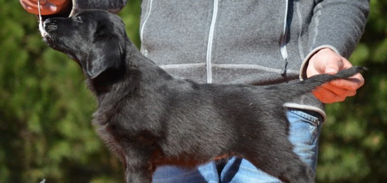 Funstuff D-Litter, everybody is leaving now, one girl still available