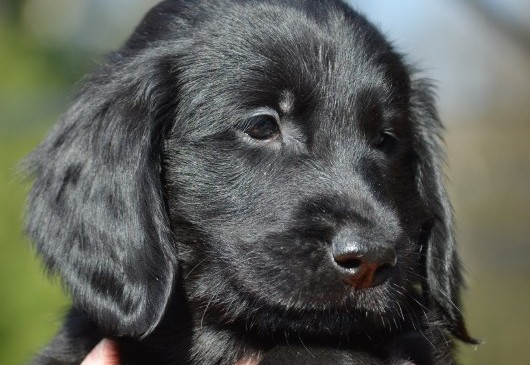 Funstuff Darlin‘ Pretty „Lola“