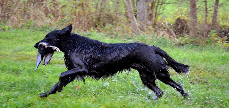 Sheena gets her breeding permisson!