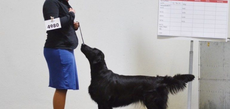 CACIB Wieselburg and CACIB Dortmund