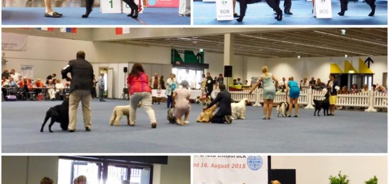 Double CACIB Innsbruck 2015