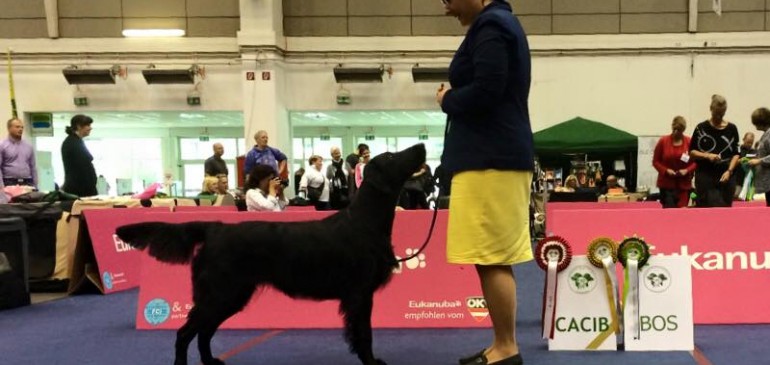 Double CACIB-Show Tulln 2015