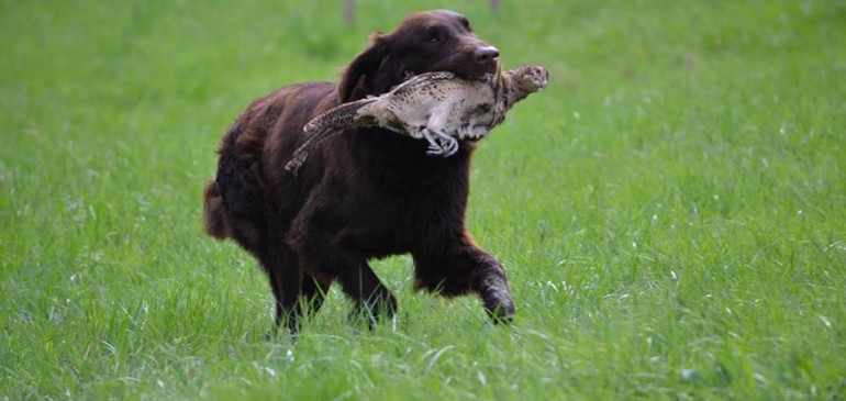 ÖRC Basic Hunting Test 03.10.2015