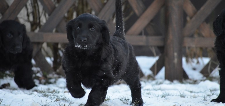 Happy 7 weeks, Funstuff E-Litter!