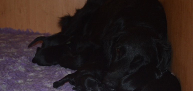 Funstuff E-litter, new photos!