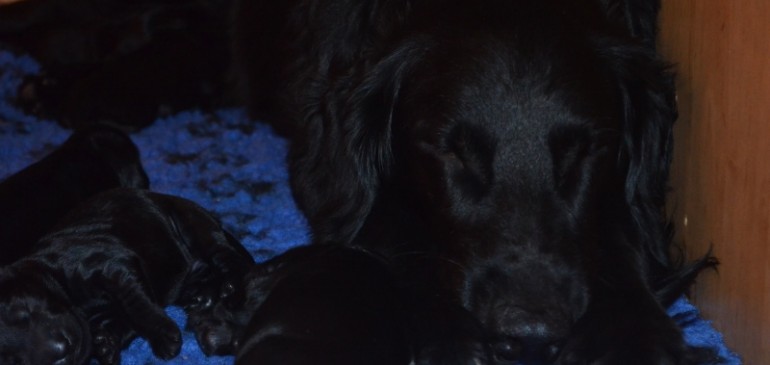 Happy 1 week, Funstuff E-litter!