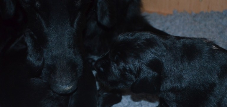 Happy 3 weeks, Funstuff E-litter!!