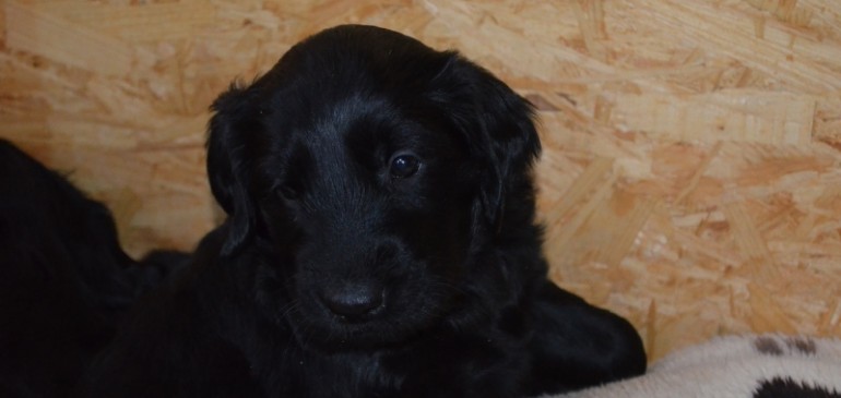 Cute alert! Funstuff E-litter – 5 weeks old!!