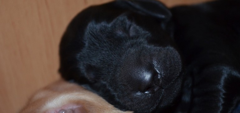 Funstuff F-Litter, already one week old