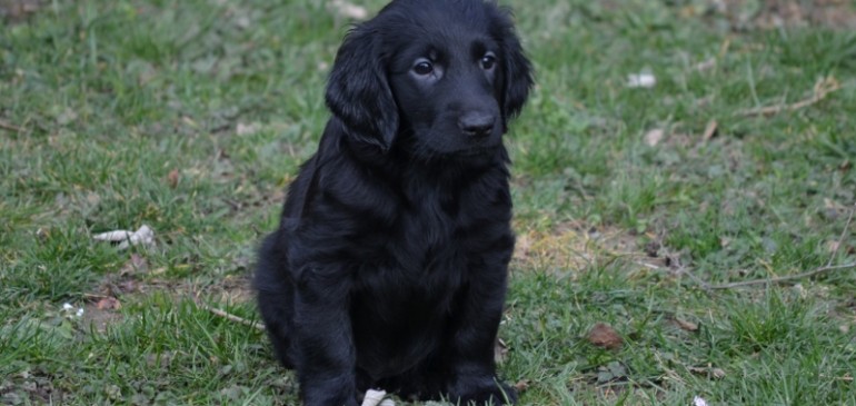 Happy 7 weeks, Funstuff F-Litter!