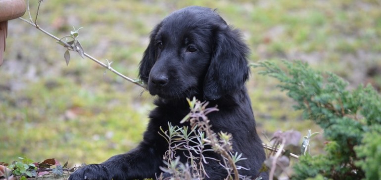 Happy 8 weeks, Funstuff F-Litter