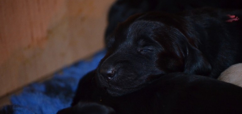 Happy 2 weeks, Funstuff F-Litter!