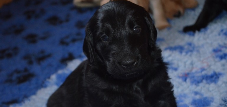 Happy 4 weeks, Funstuff F-Litter!