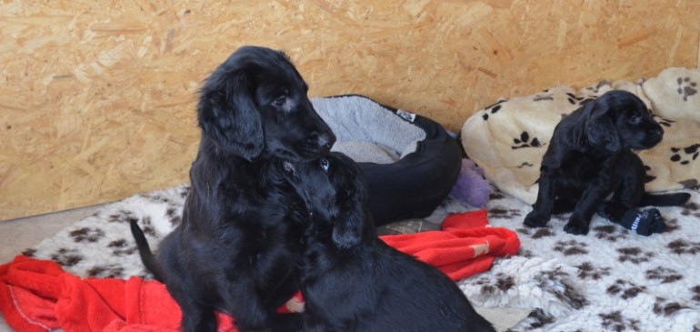 Happy (belated) 5 weeks, Funstuff F-Litter!