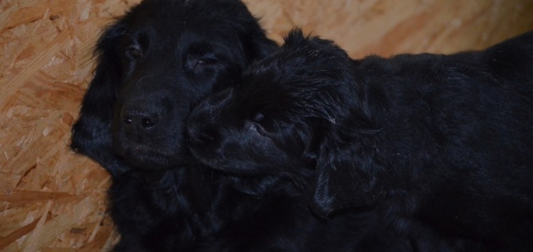 Funstuff F-Litter, 6 weeks