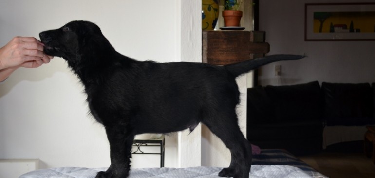 Available boy: Funstuff Fools Rush In „Jarvis“