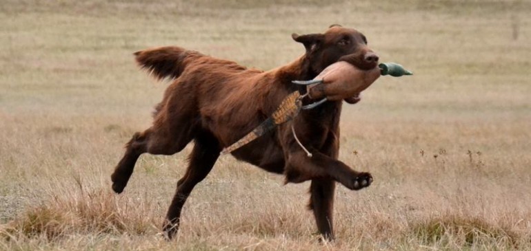 Exciting litter plans for winter 2016/2017