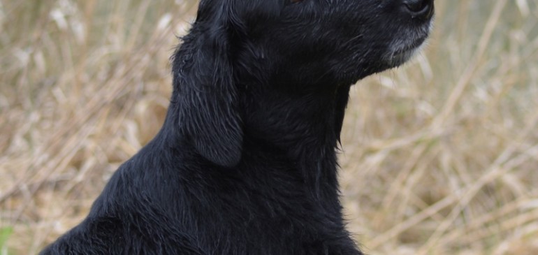 Litter plans for winter 2016  have been changed