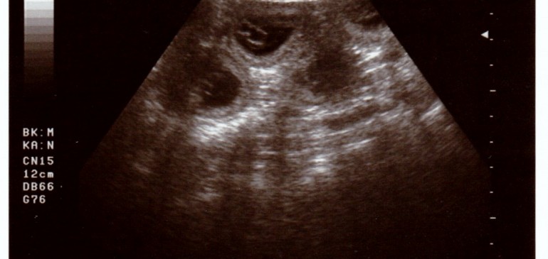 Funstuff G-litter – we are expecting puppies!