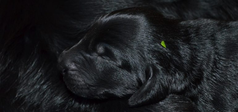 Happy 1st week Funstuff G-Litter!!!