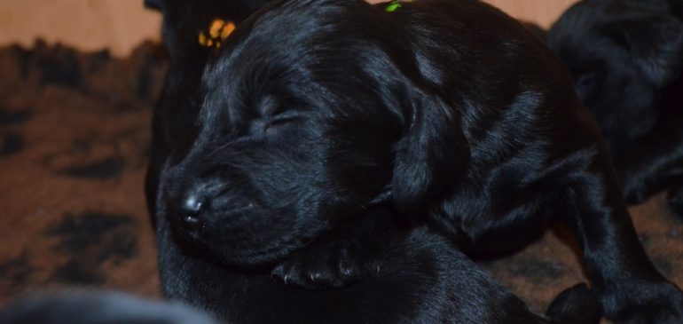 Happy 2 weeks, Funstuff G-Litter!!