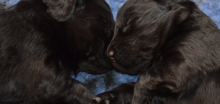 Happy 3 weeks, Funstuff G-litter!