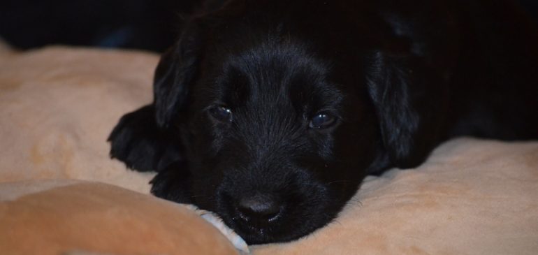 Happy 4 weeks, Funstuff G-litter!!