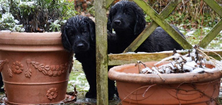 Merry Christmas and Happy 8 weeks, Funstuff G-litter!