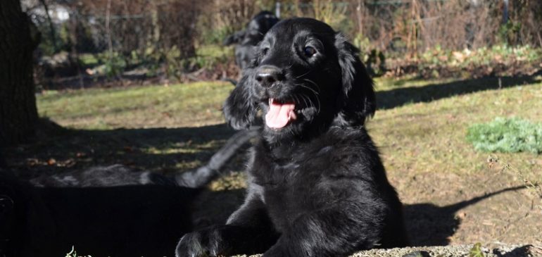 Happy 10 weeks, Funstuff G-litter!