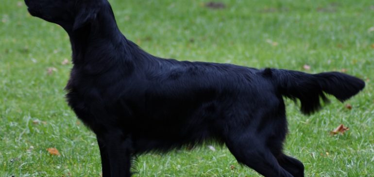 Please meet Siiri „ÖJCH AlpjSgr 17 Funstuff Flip A Coin“