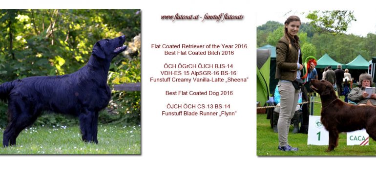 Beautiful Results at the ÖRC Show Cup 2016