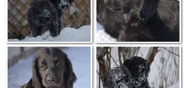 Funstuff G-litter, there are still puppies available