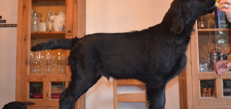 Funstuff G-litter, last available dog-puppy