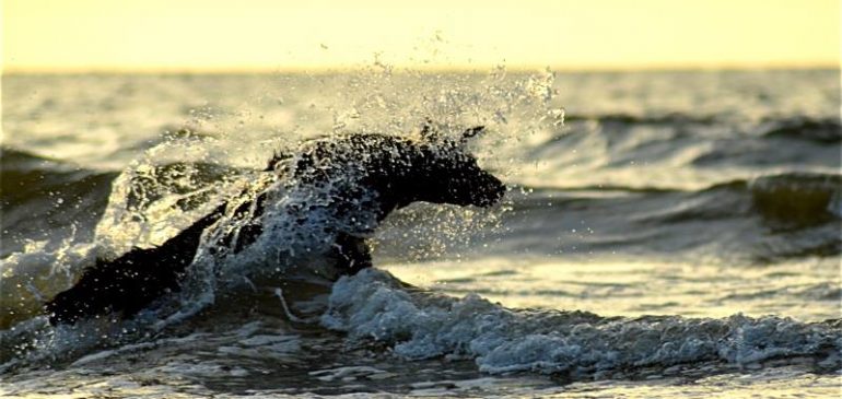 VDH Europasieger- and CACIB Shows in Dortmund