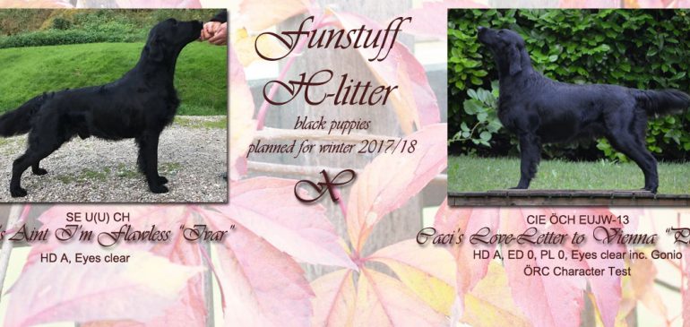 Litter plans for winter 2017/18