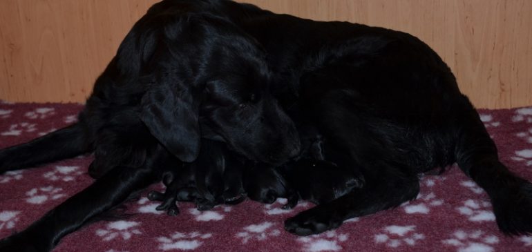 Update Funstuff H-litter :)