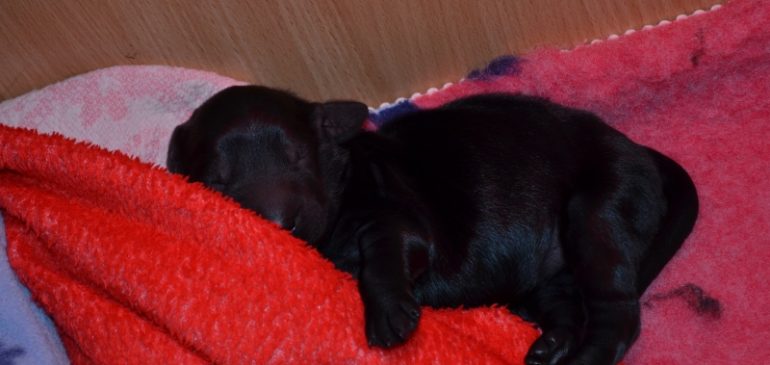 Happy 1st week, Funstuff H-litter!