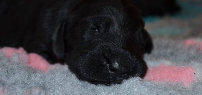 Happy 2 weeks, Funstuff H-litter!