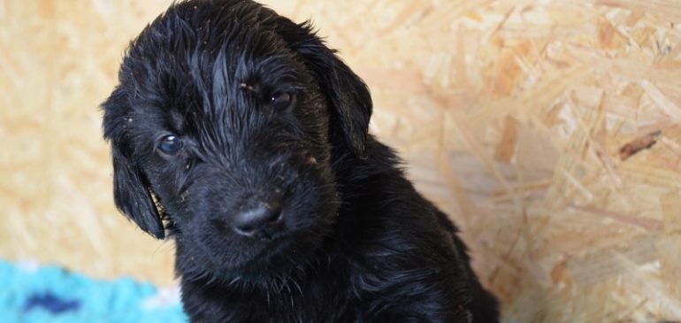 Happy 4 weeks Funstuff F-litter!